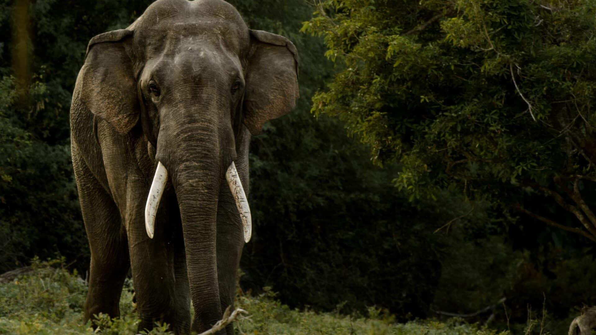 remarkable elephant