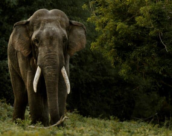 remarkable elephant