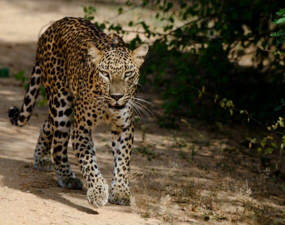 Wilpattu National Park Sri Lanka — striking leopard prowling through the forest, a rare and majestic sight in one of the country’s premier safari destination