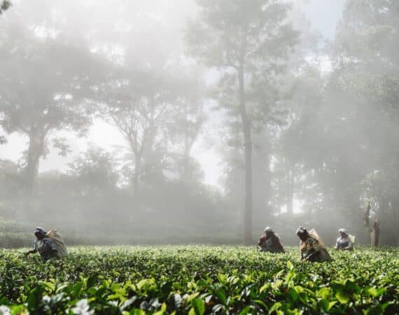 Atmospheric view of Thotalagala with low mist over the Hill Country