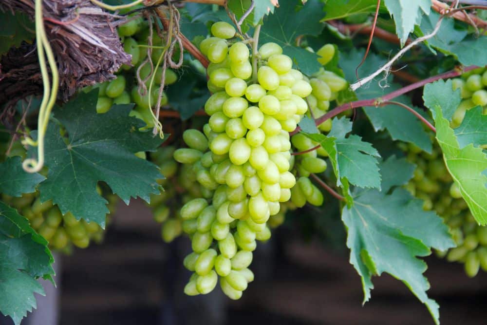Fresh Grapes