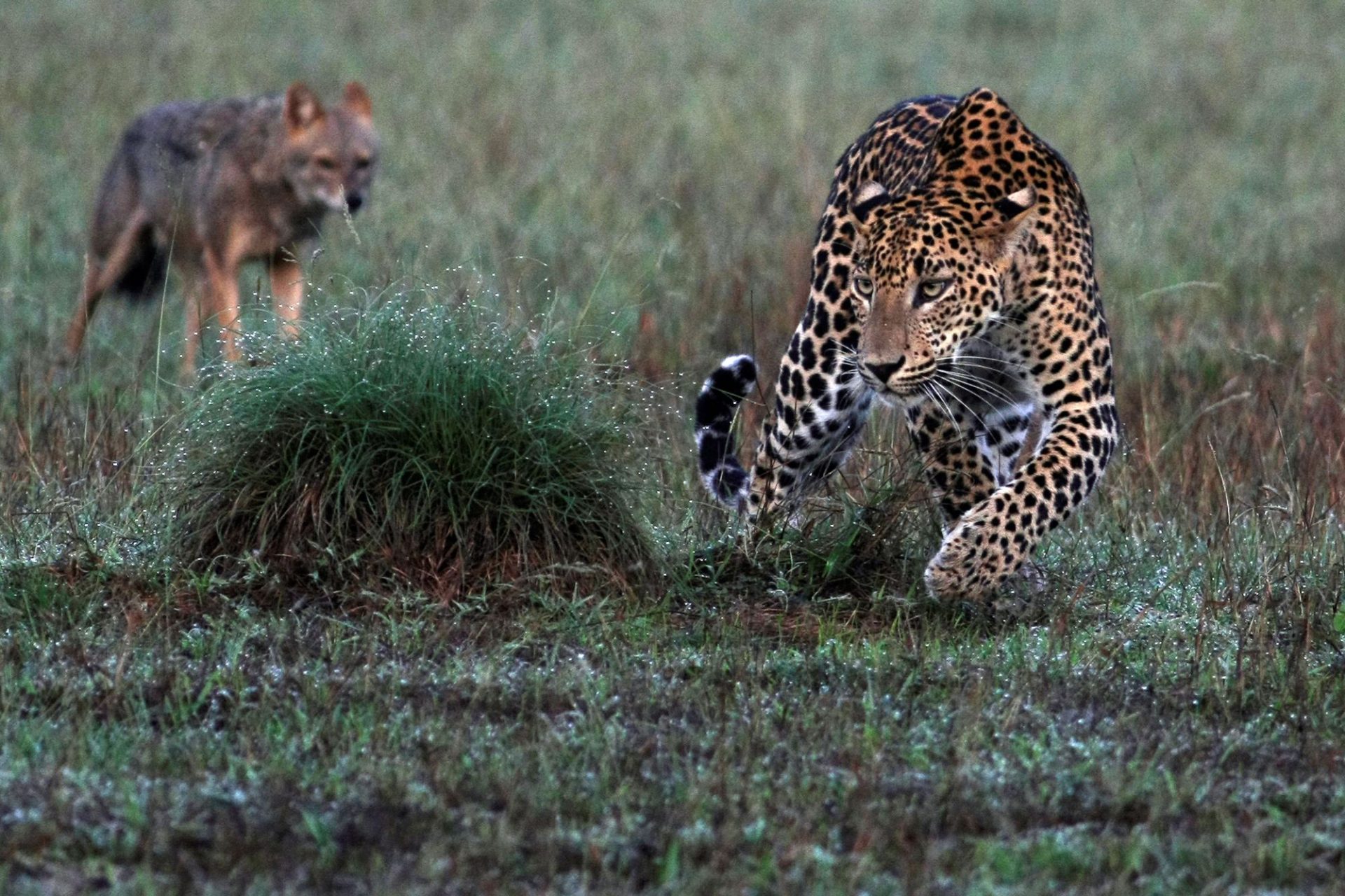 Leopard Trails, Wilpattu National Park – two leopards running through the bush, showcasing the park’s rich and untamed wildlife.
