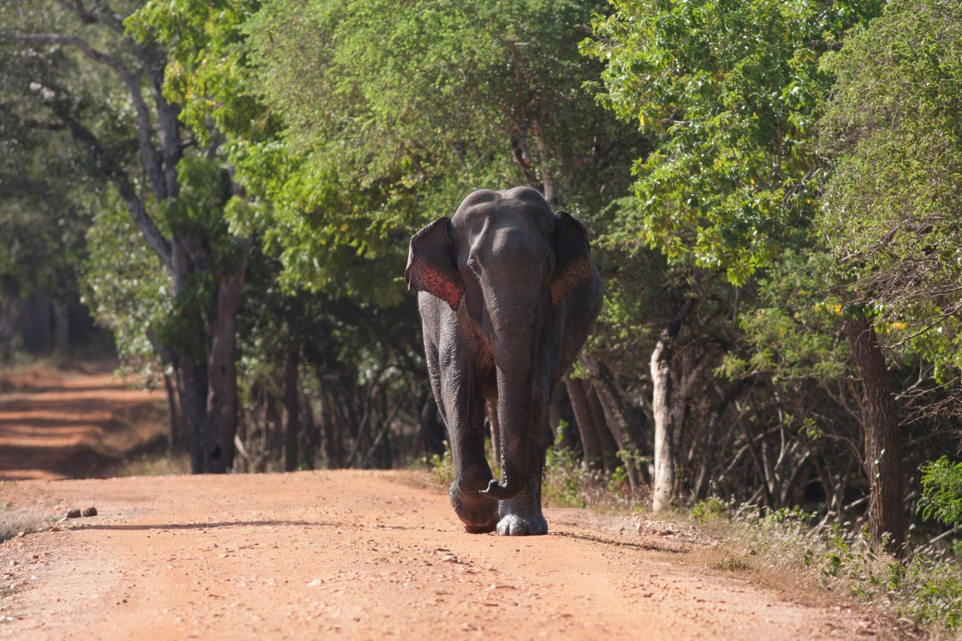 Leopard Trails, Wilpattu National Park – elephants strolling peacefully through the forest, capturing the wild beauty of Sri Lanka’s largest national park.