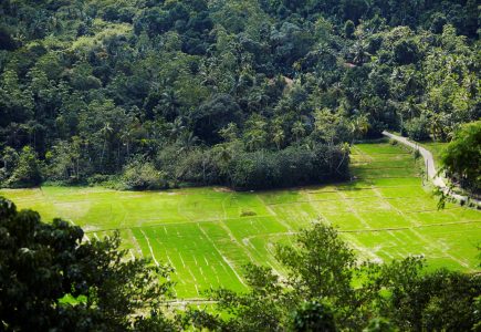 Paddy fields and jungle fringes