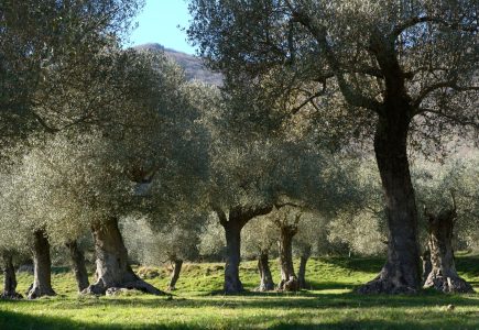 Parco regionale dell'olivo