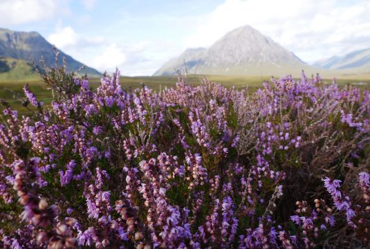 Experience Scotland in Full Bloom