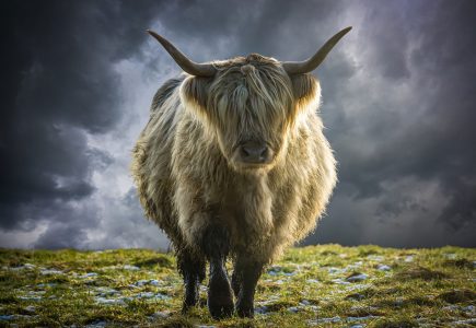 Scotland-Holiday-Highland-cow