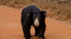 Sloth Bear Sri Lanka National Parks