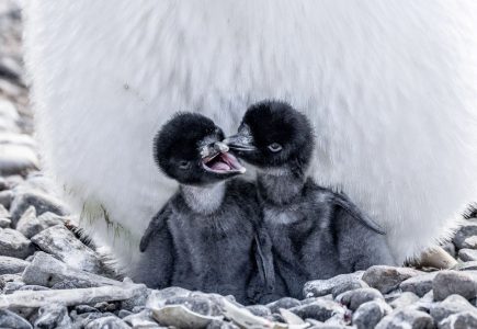 South America & Antarctica baby penguins