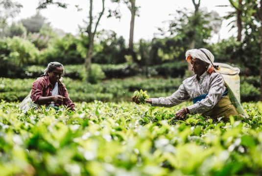 Tea plantations