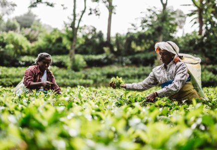 Tea plantations