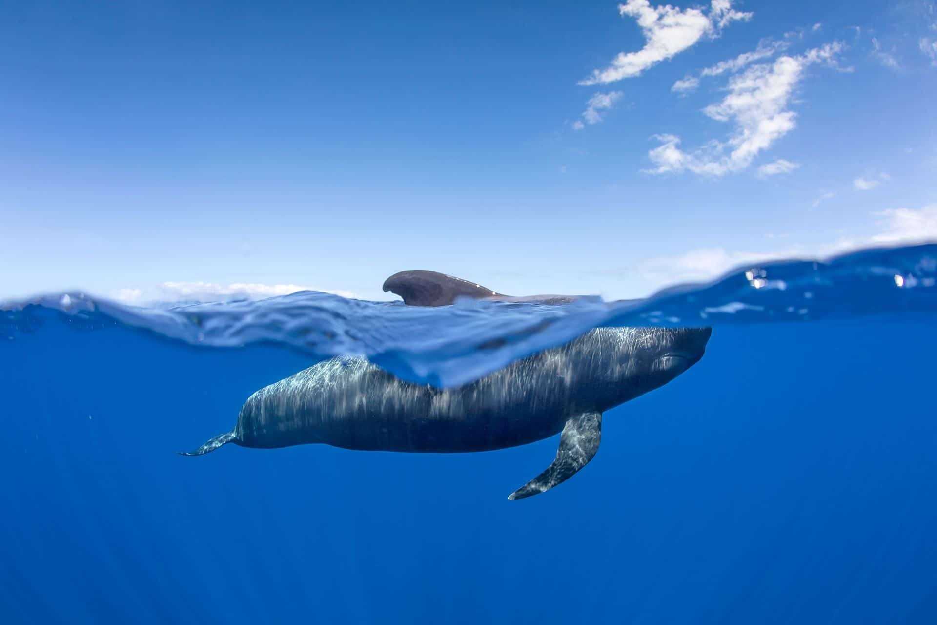 Whale photography by Francis Pérez