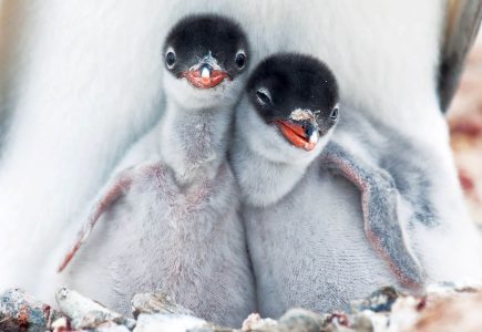 Wildlife Antarctica