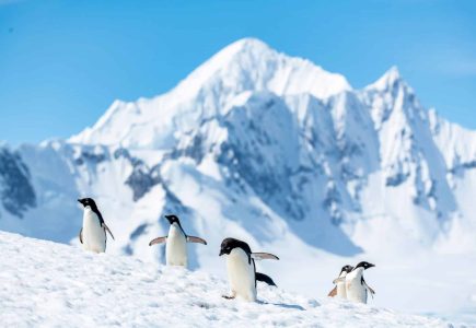 Yalout Island Adelie Penguins
